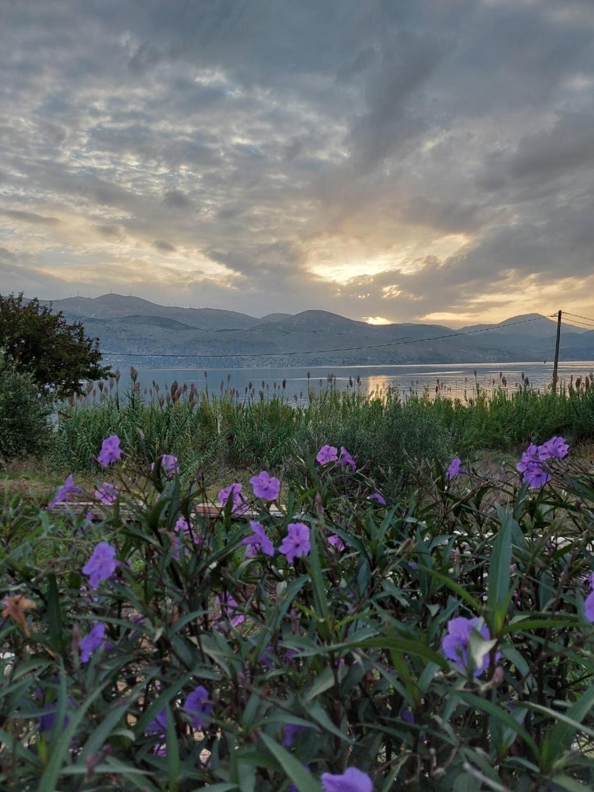 Apollonides Seafront Villa1 Aoede 里科索翁 外观 照片